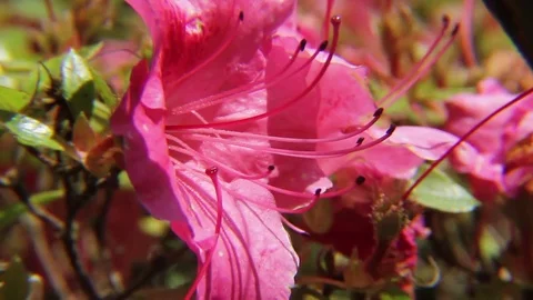 Pink lily Vídeos de archivo 70916385