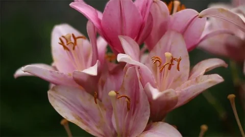Pink Lily Stock Footage 77344852