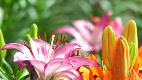 Pink lily in the garden Stock Footage 100893687