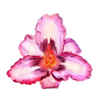 Pink lily Stock Illustration
