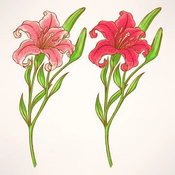 Pink lily Stock Illustration