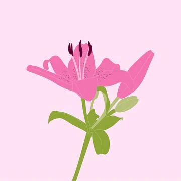 Pink lily Stock Illustration
