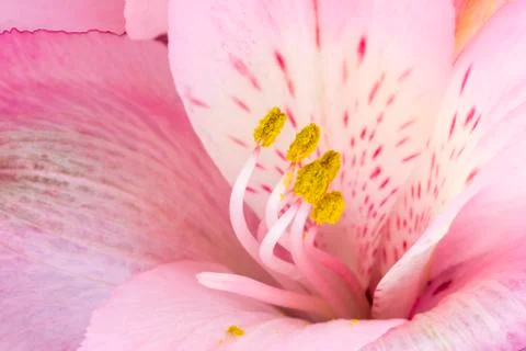 Pink lily macro background 스톡 사진