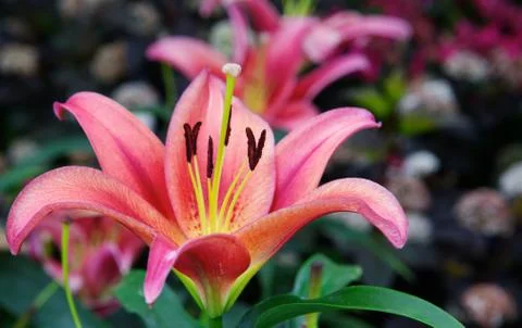 Pink lily macro Stock Photos
