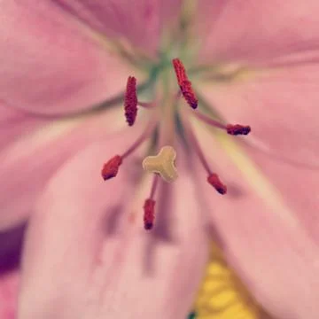 Pink lily macro Stock Photos