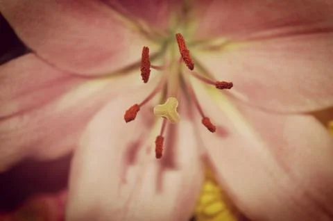 Pink lily macro Stock Photos