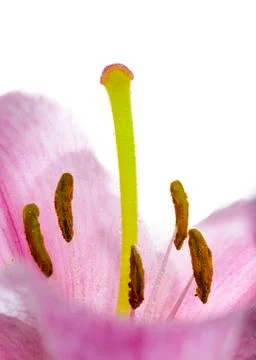 Pink Lily Macro Stock Photos