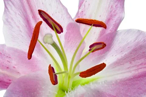 Pink Lily Macro Stock Photos