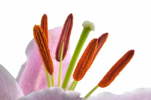Pink Lily Macro Stock Photos