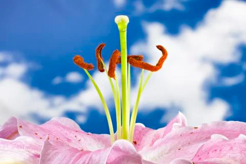 Pink Lily Macro Stock Photos