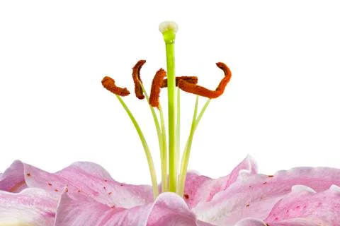 Pink Lily Macro Stock Photos