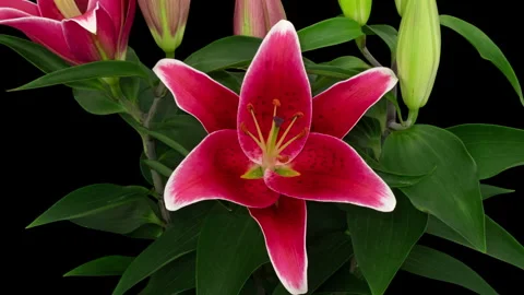 Pink Lily opening timelapse on black Stock Footage 344874684