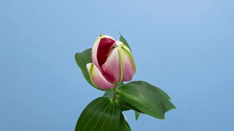 Pink Lily opening timelapse on blue Stock Footage 170852853