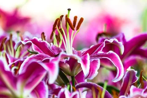 Pink lily Stock Photos