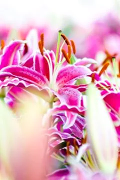 Pink lily Stock Photos