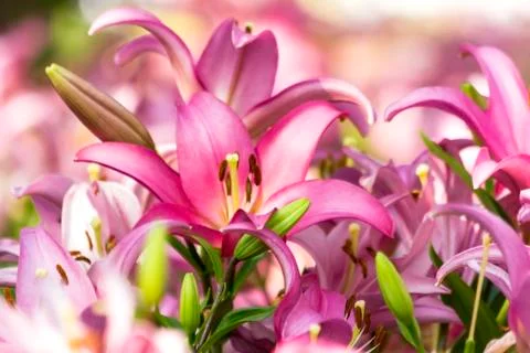 Pink lily Stock Photos
