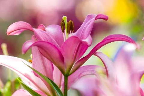 Pink lily Stock Photos