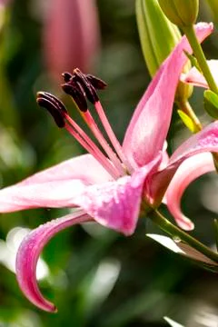 Pink lily Stock Photos