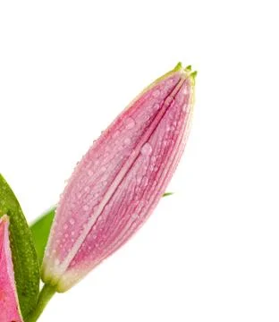 Pink lily Stockfoto's