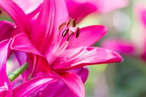 Pink lily Stock Photos