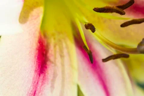 Pink lily Stock-Fotos