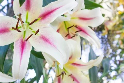 Pink lily Stock Photos