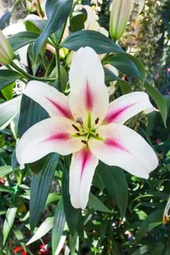 Pink lily Stock Photos