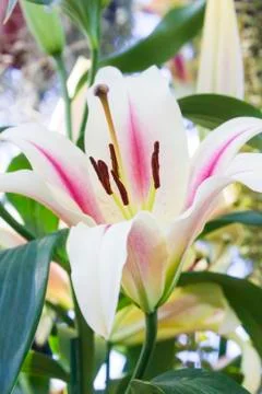 Pink lily Foto stock