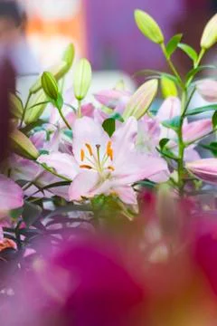Pink lily Stock Photos