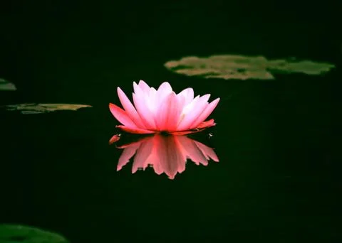 Pink lily Stock Photos
