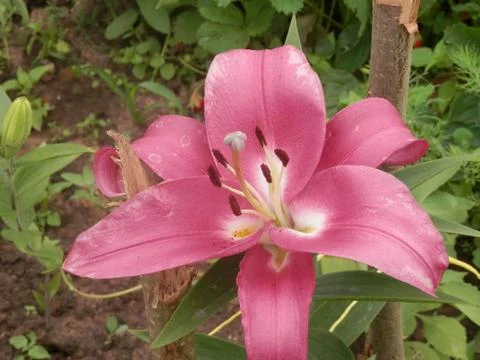 Pink lily 스톡 사진