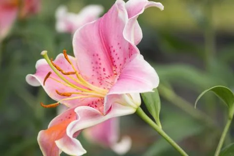 Pink lily 스톡 사진