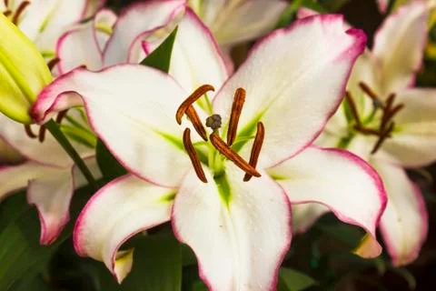 Pink lily Stock Photos