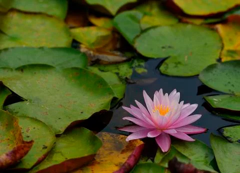 Pink lily Stock Photos