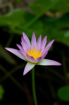 Pink Lily Stock Photos
