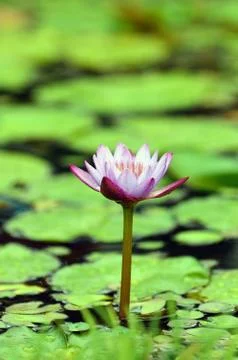 Pink Lily Stock Photos
