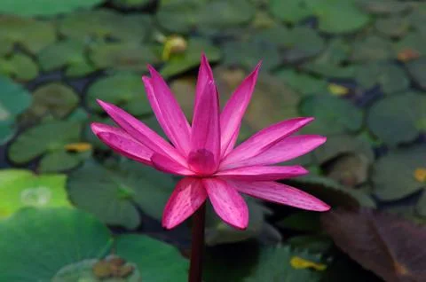 Pink Lily Stock Photos