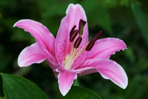 Pink lily Stock Photos