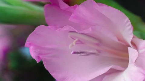 Pink lily Stock Photos