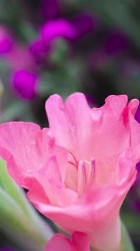 Pink lily Stock Photos