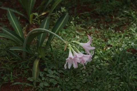 Pink Lily Stock Photos