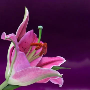 Pink lily, square, studio Stock Photos
