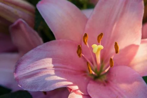 Pink lily in sunset rays close up Foto stock