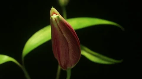 Pink Lily Time-lapse Stock Footage 18177748