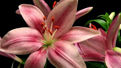 Pink lily Time-lapse Stock Footage 281533559