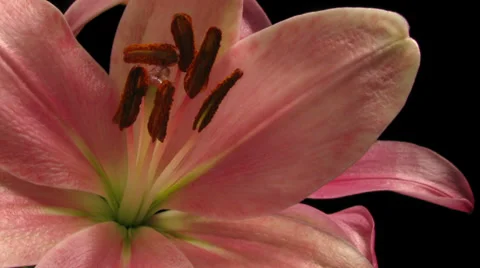Pink Lily Timelapse Stock Footage 37351380