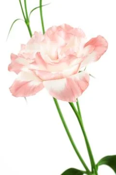 Pink lisianthus Stock Photos