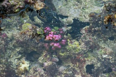 Pink Lithophyllum crustose algae surrounded by dark sea lettuce and moss. Stock Photos