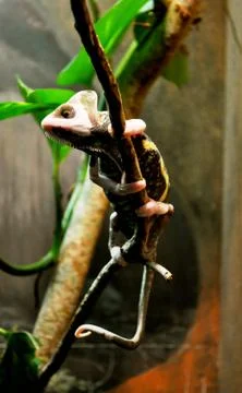 Pink lizard Fotos Stock