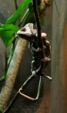 Pink lizard Stockfoto's